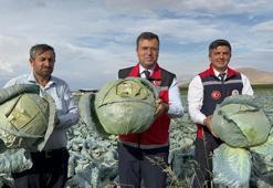 Niğde'den dünyaya uzanan dev bereket! Ata tohumuyla yetiştirilen o üründe ihracat rekoru kırılacak