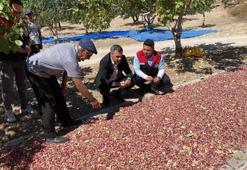 Toprak şifasını verdi üreticinin yüzü güldü! Bölgenin yeni altını oldu