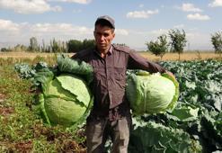Erzurum’da yetişiyor, Türkiye’nin dört bir yanına satılıyor! Ünü sınırları aşmış lezzete herkes hayran kalıyor