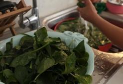 Ispanaktaki gizli kum tehdidine son! Suya katıp içinde 10 dakika bekletmek yetiyor, kum ve çamuru anında temizliyor