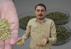 Ezber bozan araştırma! Antibiyotiklere direnç geliştiren kekik: 'Reçeteyle satılmalı'
