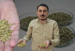 Bir tutamı faydalı, fazlası riskli! Kekikle ilgili şaşırtan uyarı: Antibiyotikleri etkisiz bırakabilir