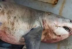 Saros'da 'Kum kaplanı’ cinsi köpek balığı yakaladılar