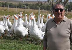 Başkanlığı bırakıp kaz yetiştirmeye başladı! 40 günlük besi süresi başladı, kritik detaya dikkat!