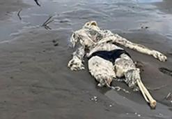 Samsun sahilde korkutan görüntü! Mayo detayı dikkat çekti