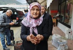 Sinop'ta kestane hasadı başladı! Fiyatı dudak uçuklattı