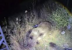 Tunceli-Erzincan kara yolunda aniden yola fırladı! Cipin çarptığı ayı öldü