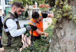 Asırlık ağaçlar tomografi cihazına giriyor! Gövdelerin içindeki gizem ses dalgalarıyla ortaya çıkacak