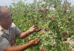 Sertleşen kalp kasını bıçak gibi gevşeten mucize! Duyan pazardan kilo kilo almaya başladı