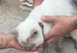 Maltepe’de enkaz altında kalan kedi saatler sonra canlı çıkarıldı