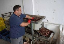 Karadeniz ormanlarında dev bereket başladı! Köylünün cebine tek sezonda 20 milyon lira girecek