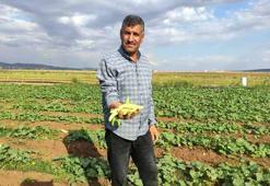 Sarımsağın ardından ektiler kışlık hazırlayanlar akın etti! Tarlada kilogramı 30 liradan satılıyor..