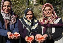 Anadolu'da kova kova toplanmaya başladı! C vitamininde portakalı solluyor, kış hastalıklarına geçit vermiyor