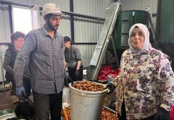 Buğday ekenler pişman olacak! Tarlada servet yatıyor: Yıllık tam 200 ton satacak...