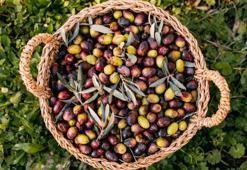 Zeytin almadan önce 2 kere düşünün! Siyah mı yeşil mi? Yıllardır merak edilen konu açıklığa kavuştu