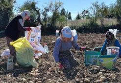Başçiftlik beyazında hasat vakti! Hem besin değeri daha yüksek hem de daha lezzetli