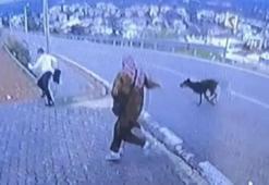 Bursa'da korku dolu anlar! Köpekten kaçmaya çalışan çocuk bacağını kırdı