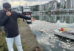 Rize’de tepki çeken görüntüler! Palamut skandalı mahalleliyi canından bezdirdi