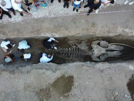 4 yıl önce gömülen Fin balinası gün yüzüne çıktı