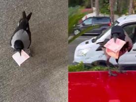 Poğaçayla besledi, 10 lirasını kaptırdı!