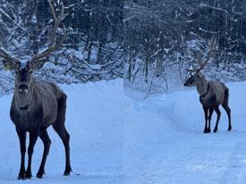 Kocaeli Kartepe'de kızıl geyik görüntülendi
