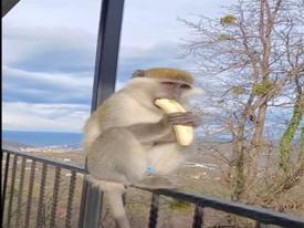 Kaçak maymuna elleriyle muz yedirdi