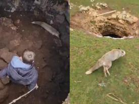 Çukura düşen tilki gençlerin çabasıyla kurtuldu