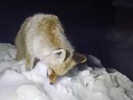 Yiyecek arayan tilki ayakta donarak öldü