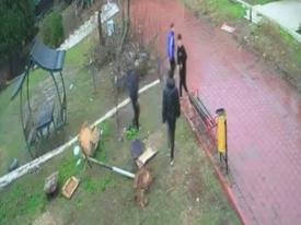 Adana'da 4 çocuk kuş yuvasını yerle bir etti