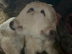 Erzurum'da buzağı çift başlı doğdu