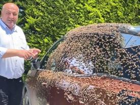Arı sürüsü otomobili işgal etti