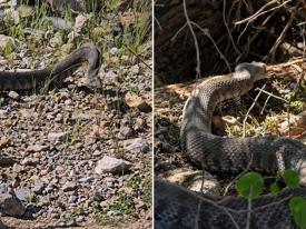 Tunceli’de dev engerek yılanı görüntülendi