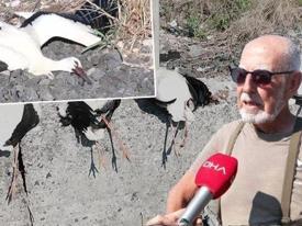 İstanbul'da 52 leylek akıma kapılarak öldü
