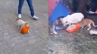 Boyu kadar tavuk çalan anne kedi izleyenleri güldürdü