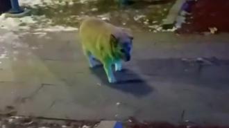 Kilolu köpeğiyle yürüyüşe çıkan adamın sohbeti gülümsetti