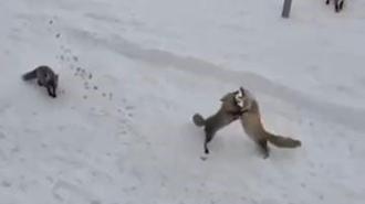 Aç tilkiler ekmek için kavga etti, o anlar kamerada