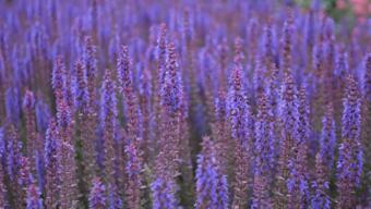 Ada çayının faydaları nelerdir?