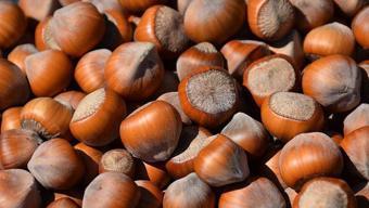 Fındık yaraları iyileştiriyor