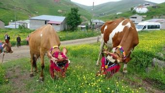 Karadeniz'de yayla göçü geleneği yaşatılıyor