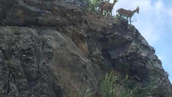 Şelale yolu ve kayalıklarda yaban keçleri görüntülendi