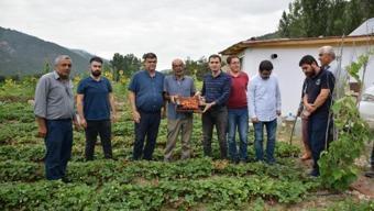 Reşadiye'de çilek bahçeleri ilk meyvelerini verdi
