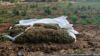 Lice'de narko-terör operasyonu; 4,5 ton esrar ve 185 bin kök Hint keneviri ele geçirildi