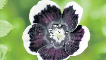 Karadır çiçeklerin hayran bırakır