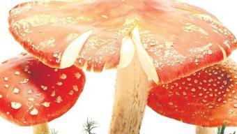 Yerden bitme şirinler