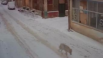 Bayburt’ta şehre inen kurt, kamerada