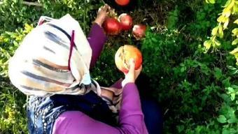 Hani'de kadın girişimciler, nar hasadı yaptı
