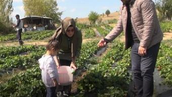 Kelkit'te sonbaharda çilek hasadı
