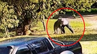 Kendisini kovalayan kanguruyla boks yaptı