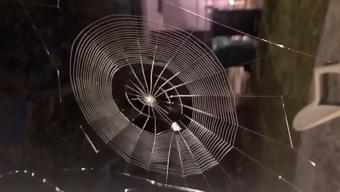 Örümceğin avı için hazırladığı tuzak anbean kamerada