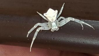 İnsan yüzlü örümcek görenleri şaşkına çevirdi